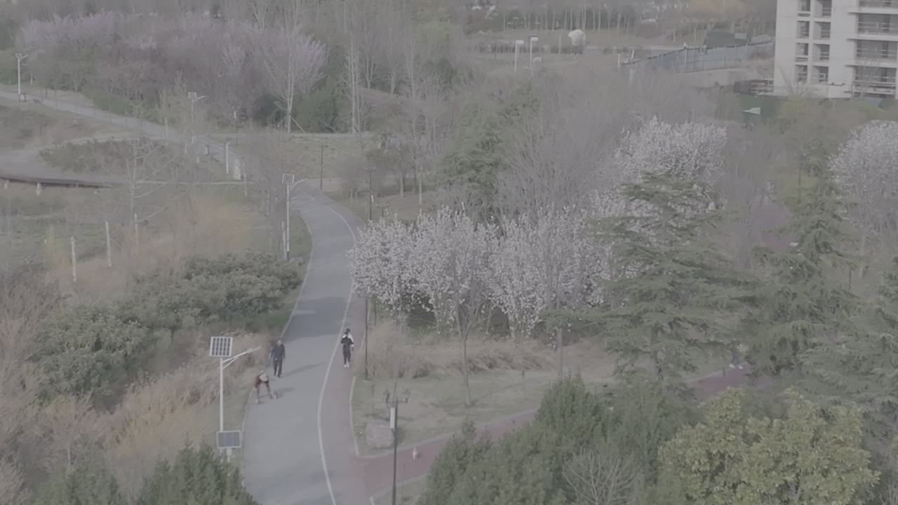 公园漫步赏樱