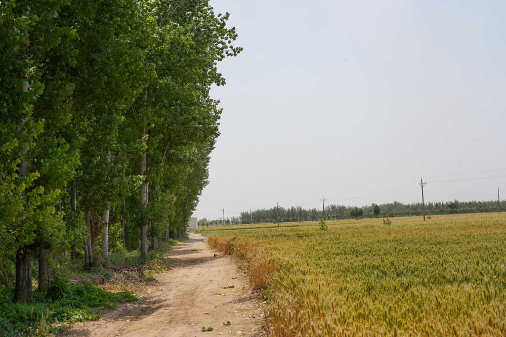 麦田小路
