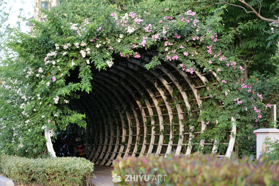月季花 37