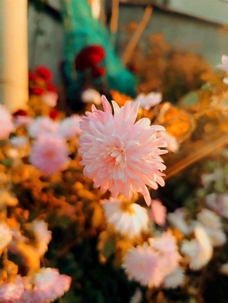 夕阳下的菊花