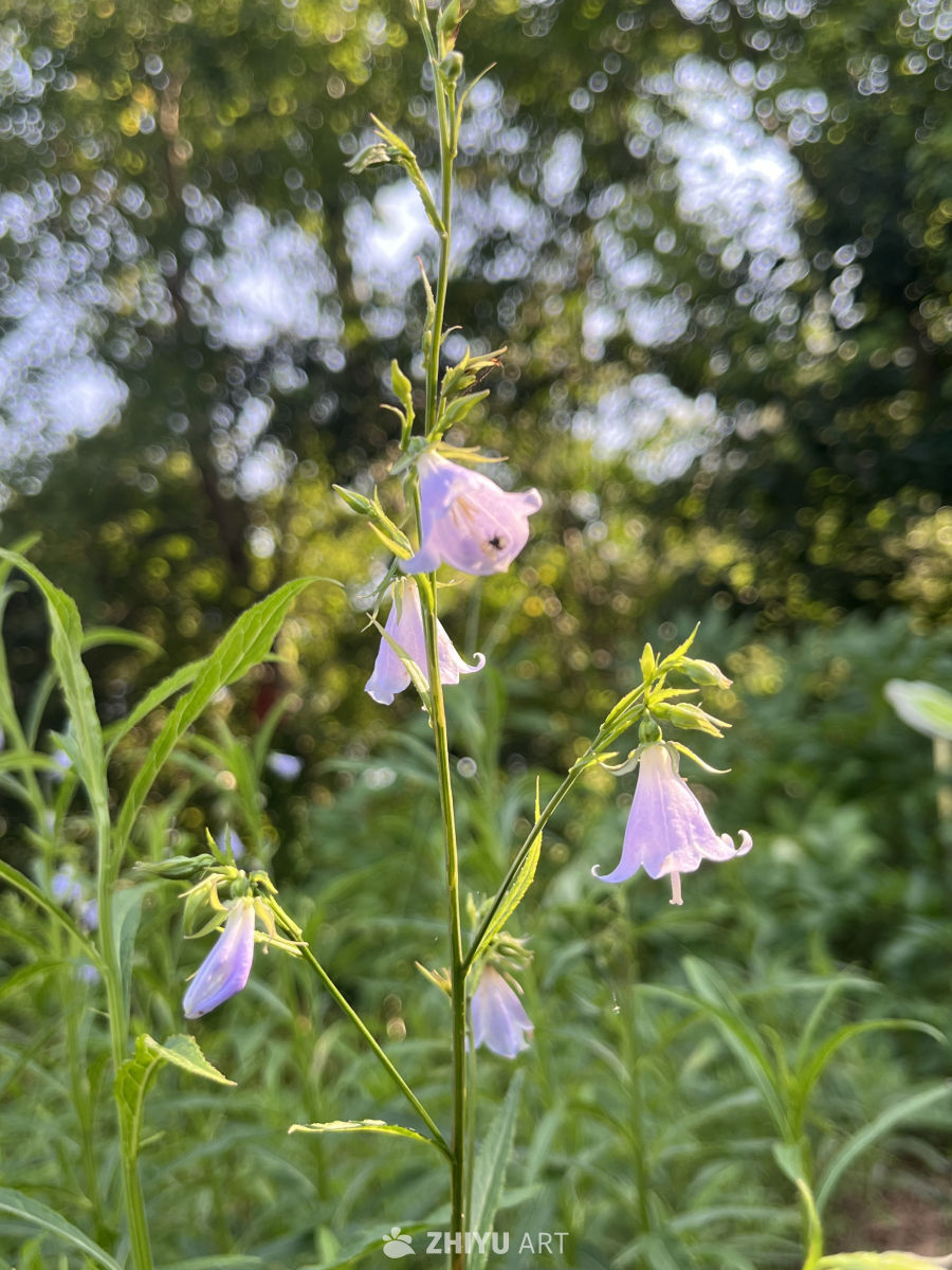阳光下的紫色铃铛花