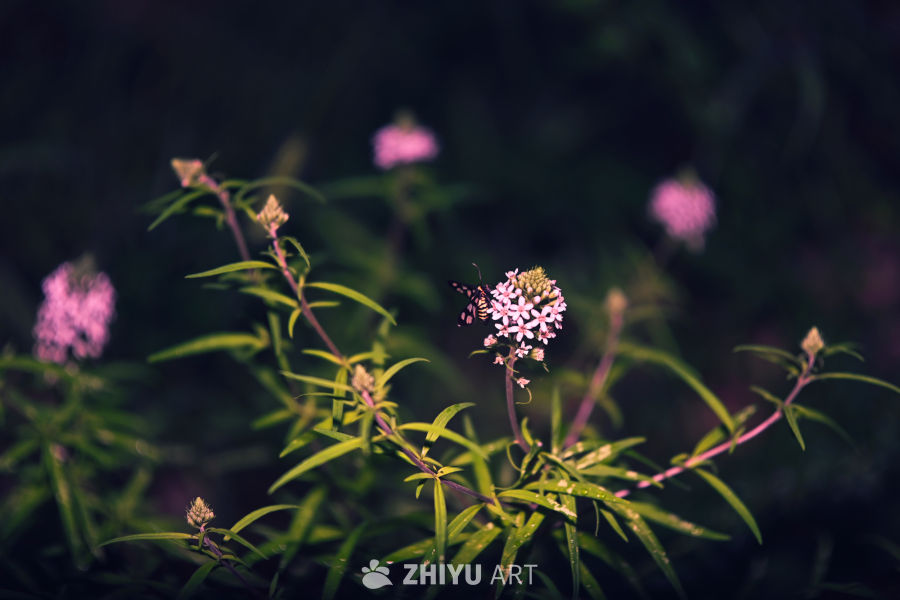 植物