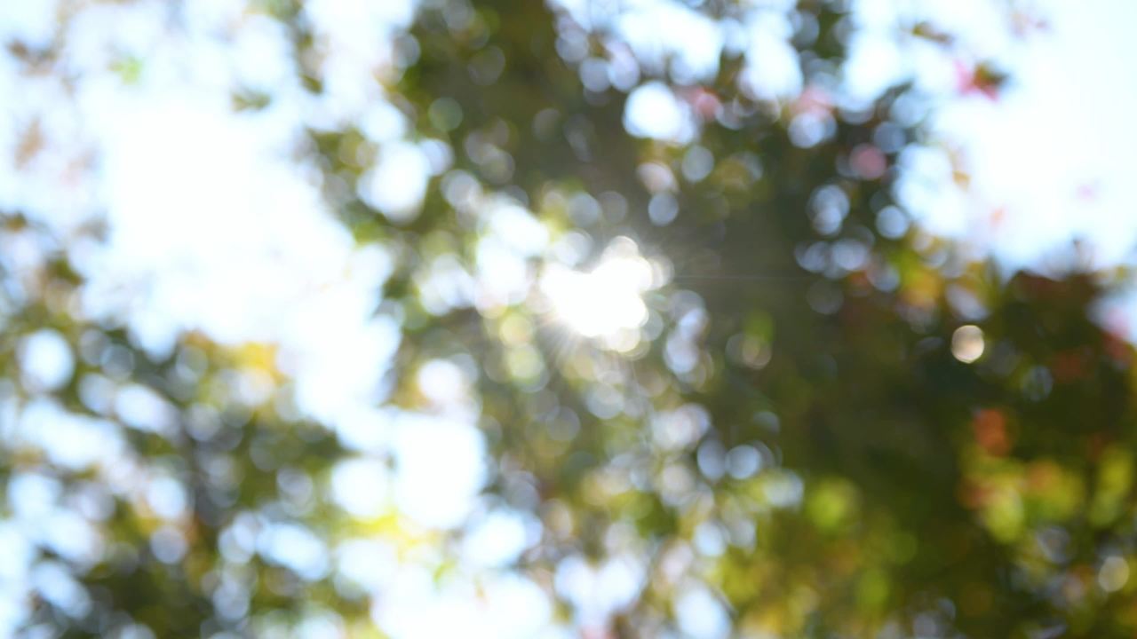 4k夏天阳光透过树叶  光影写意美好空境