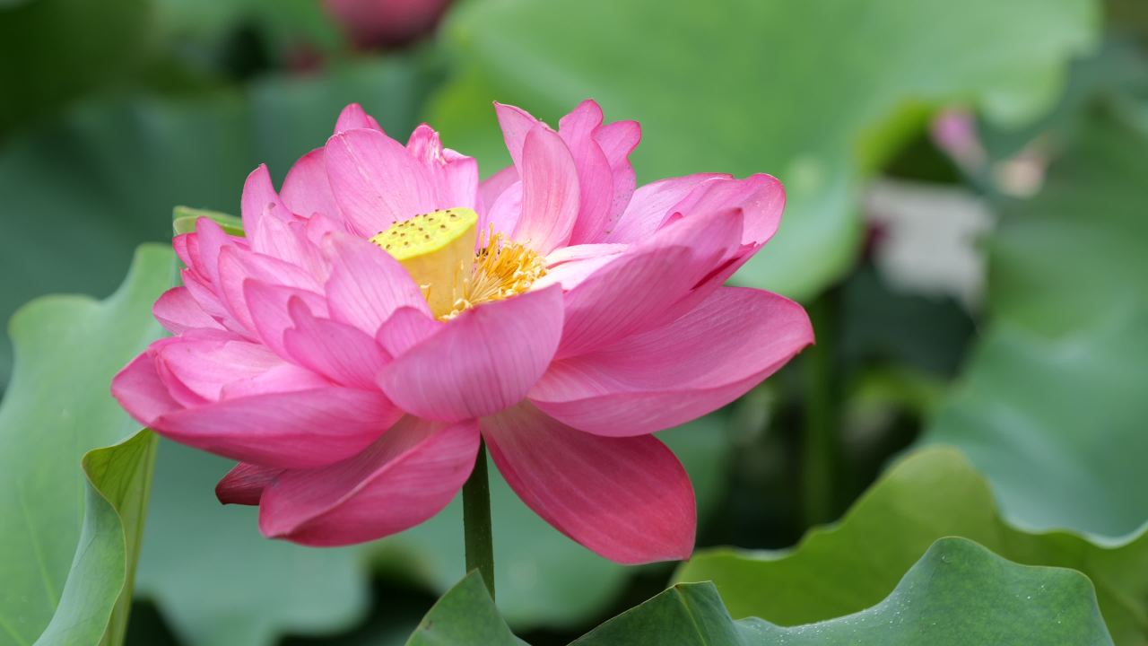 荷花 31