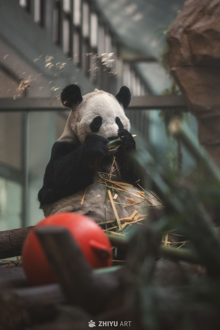 国宝大熊猫阳浜 