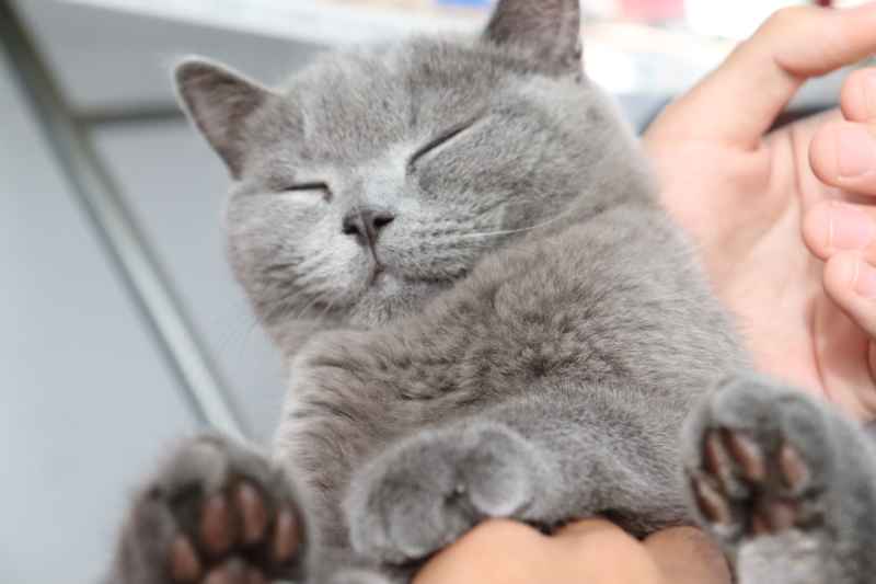 蓝猫自拍 16