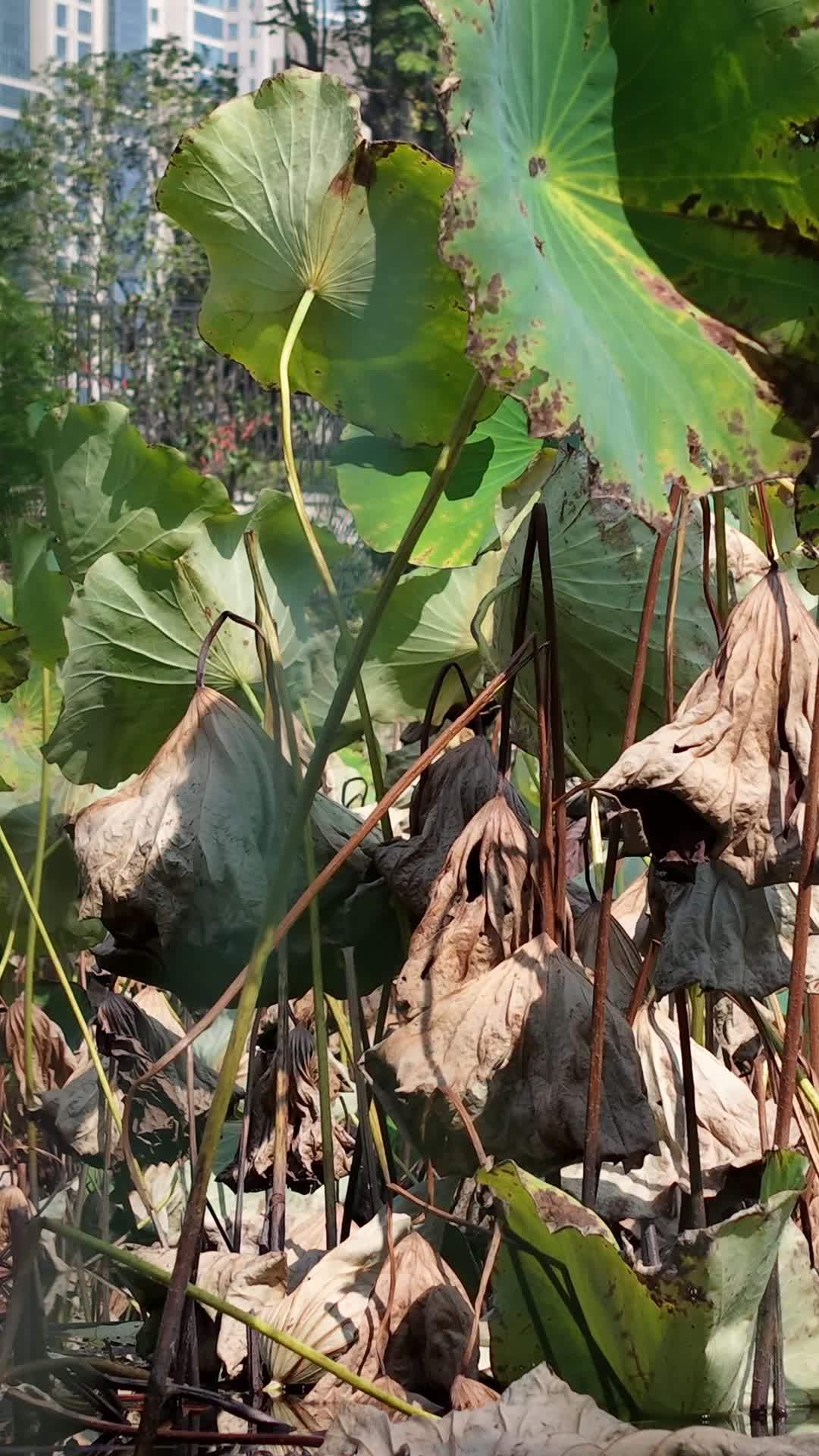 秋日荷塘的静谧时光
