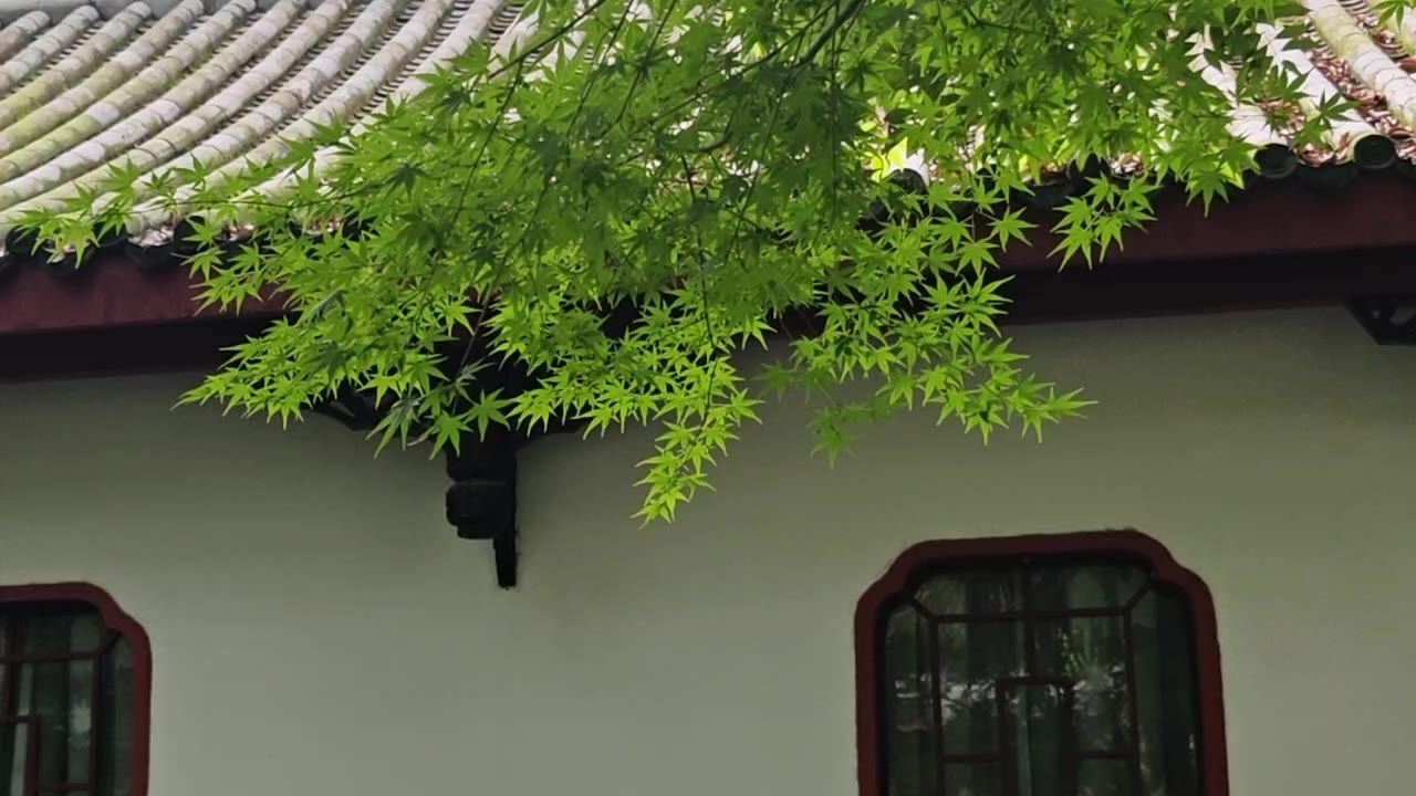 枫叶墙