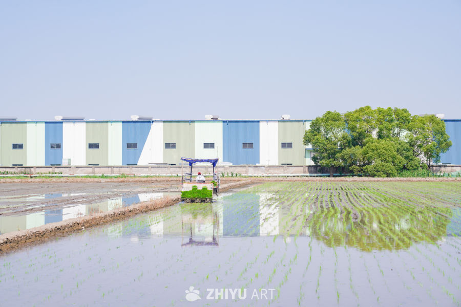 夏种农忙时节 23