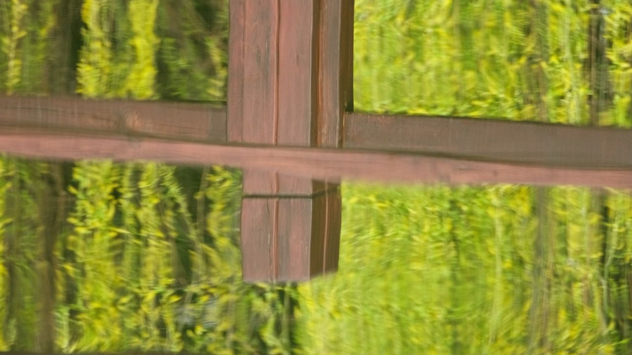 植物树木春天夏天绿油油生机盎然