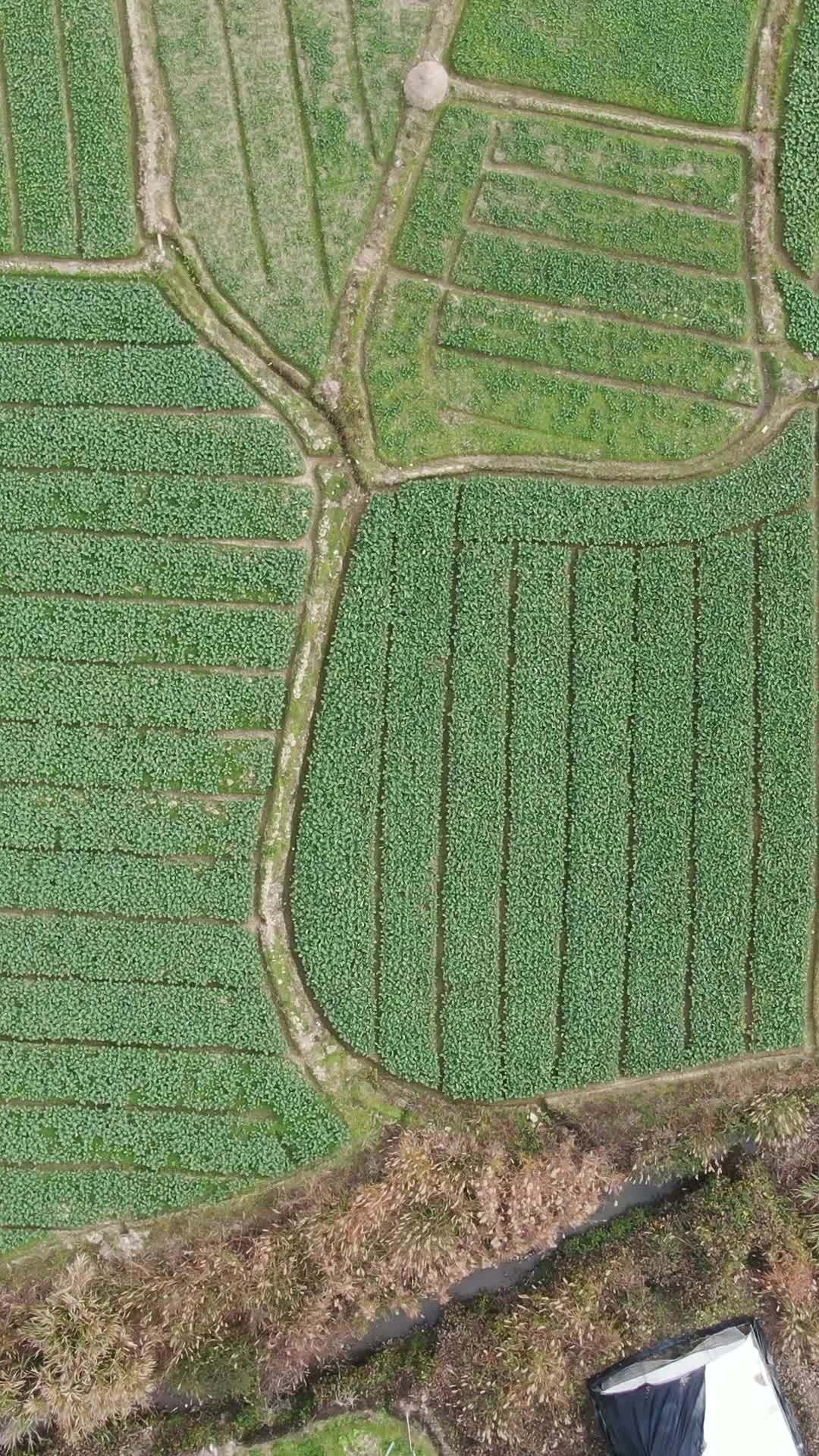 绿意盎然的农田