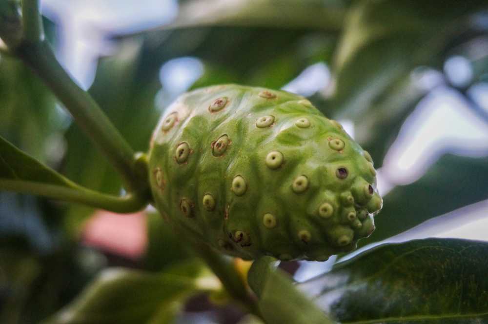 水果树诺丽植物