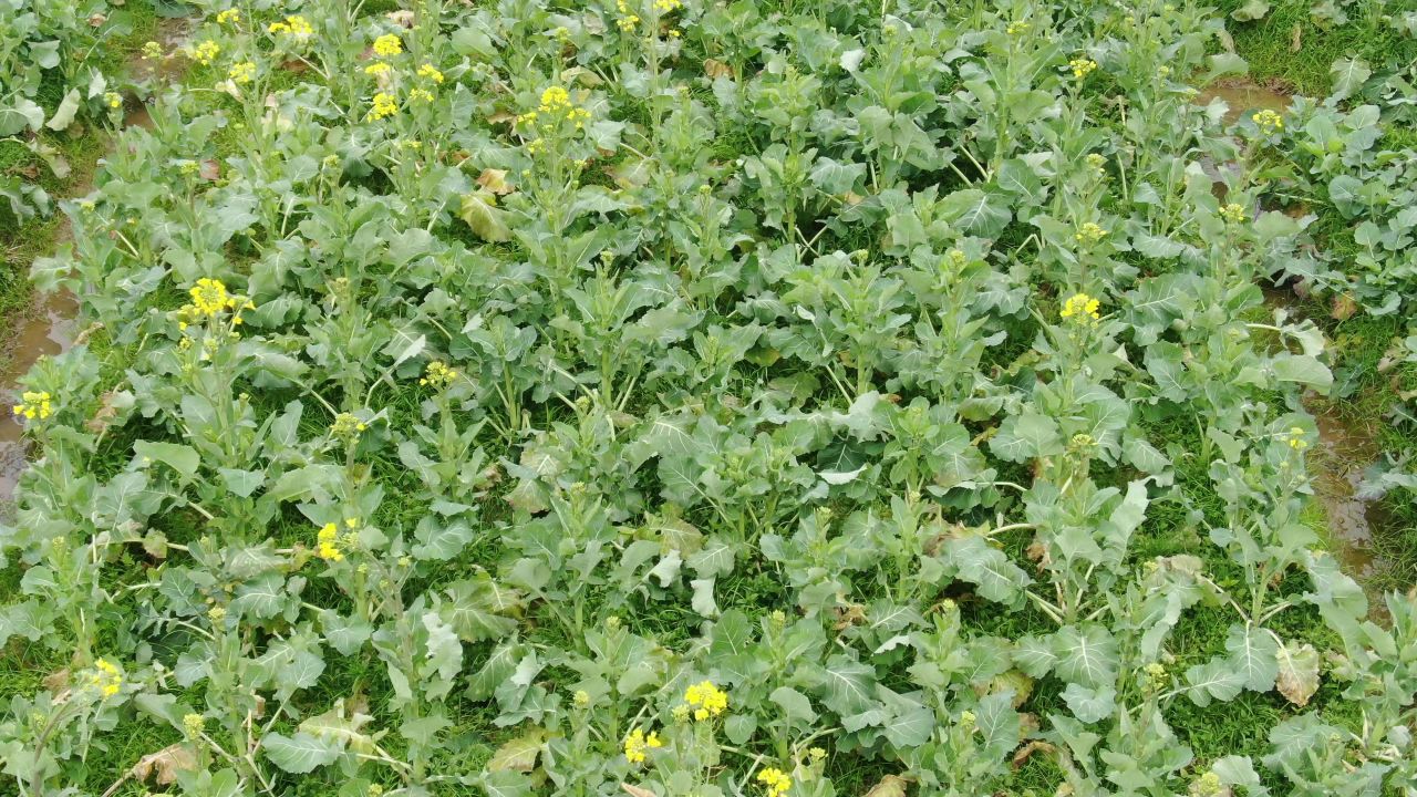航拍农业种植农作物油菜幼苗