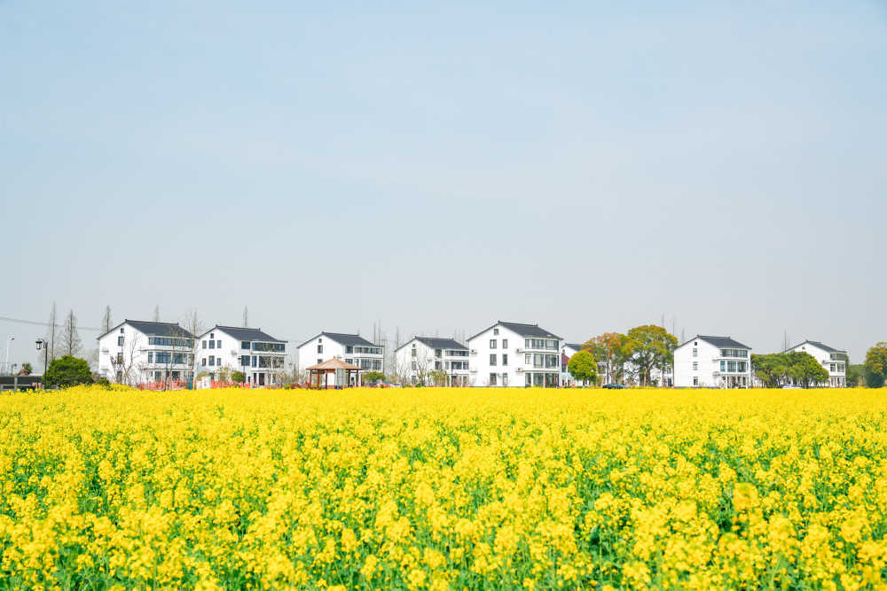 油菜花