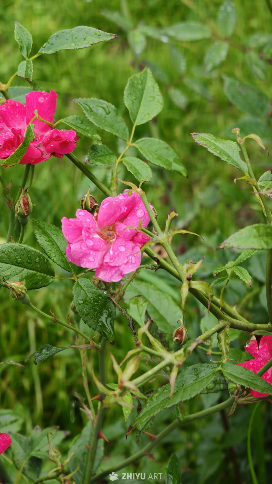 雨后绽放的玫瑰