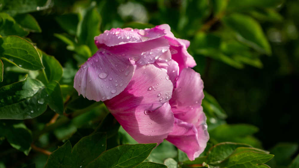 雨后牡丹