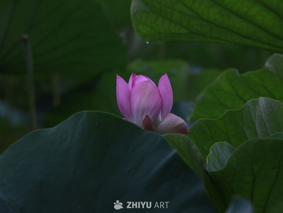 荷叶下的粉红