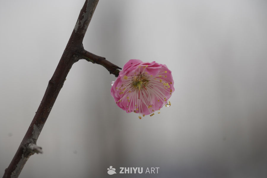 雨中绽放的梅花