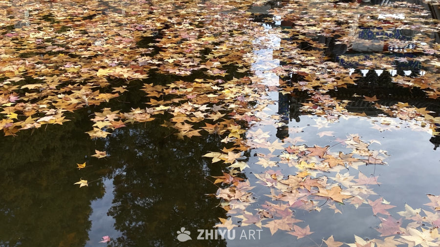 秋叶浮水，静谧之美
