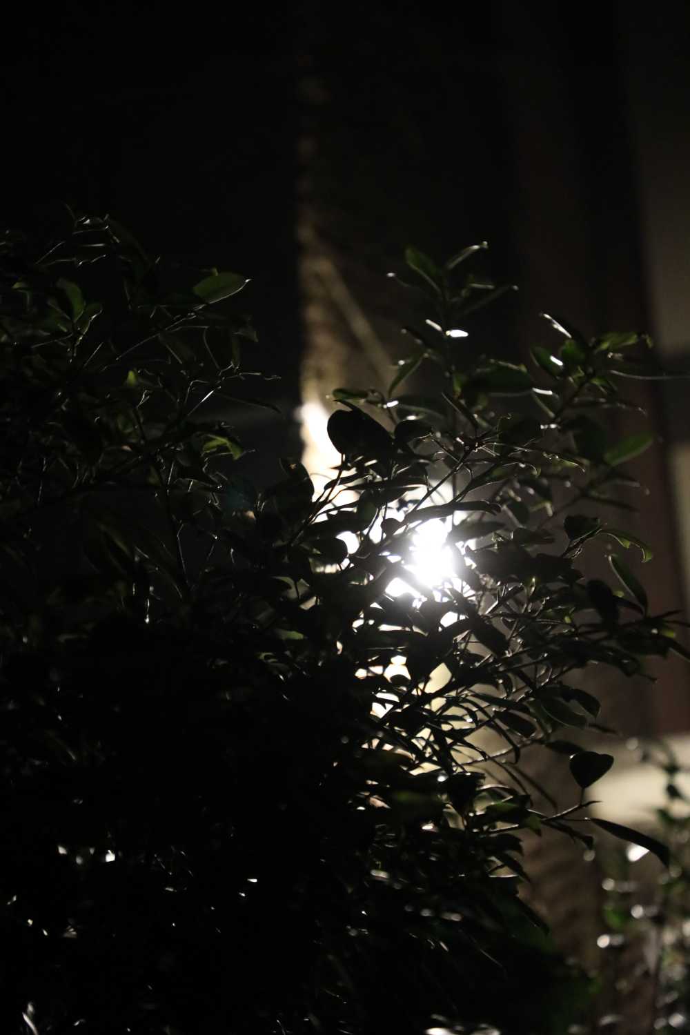 灯光与树