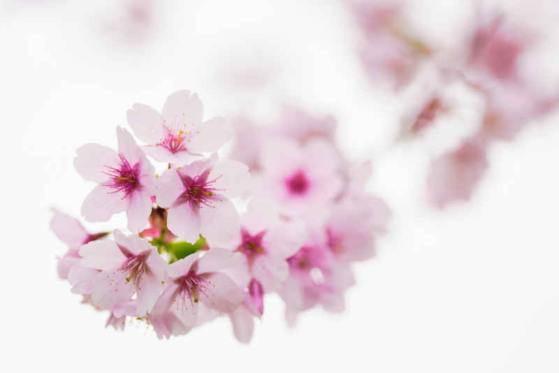 樱花季 75