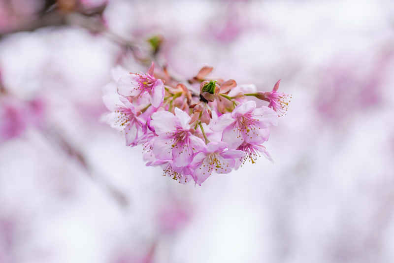 樱花季 18