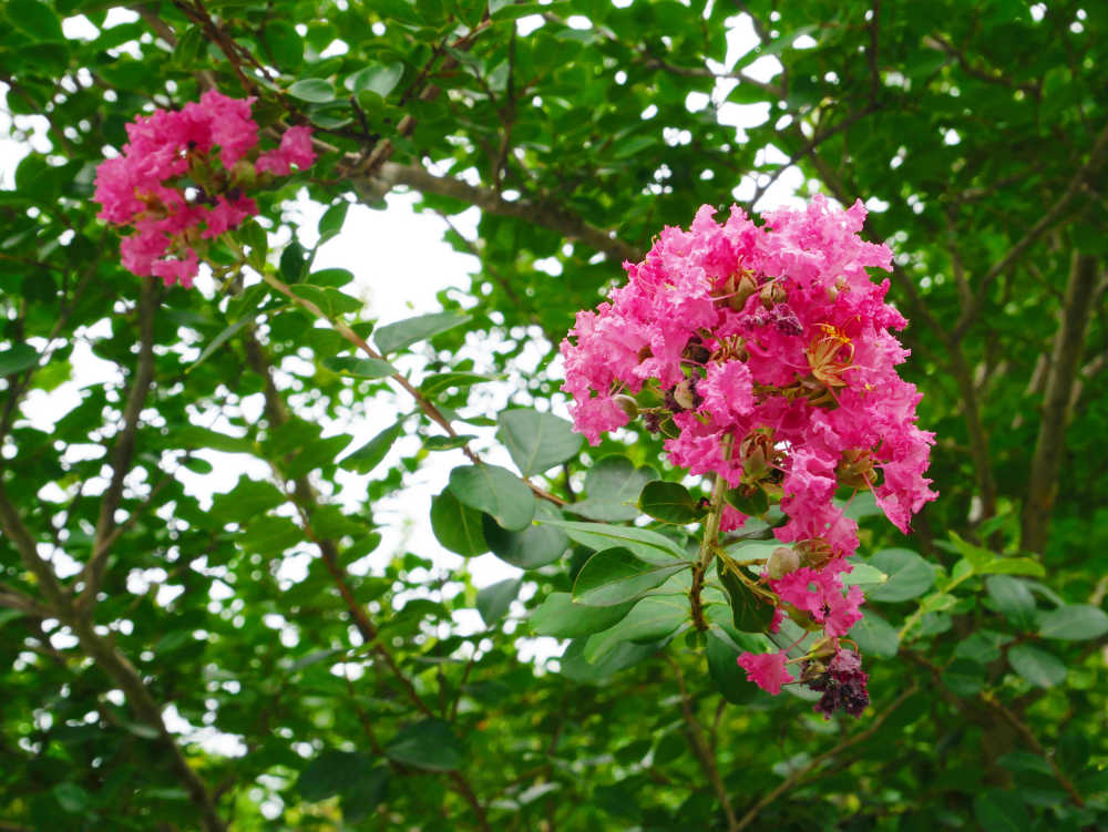 紫薇花开正当时