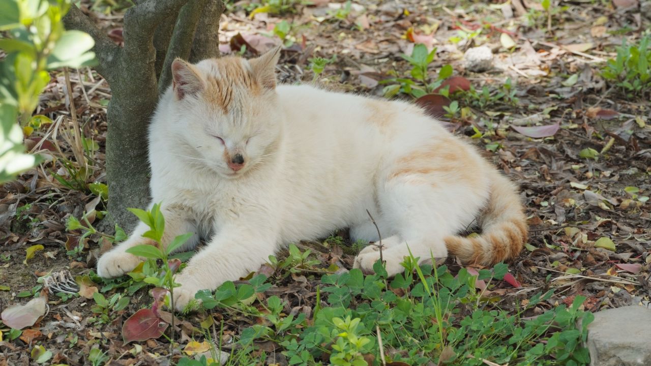 树下午休的猫4K实拍