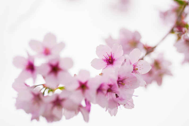 樱花季 74