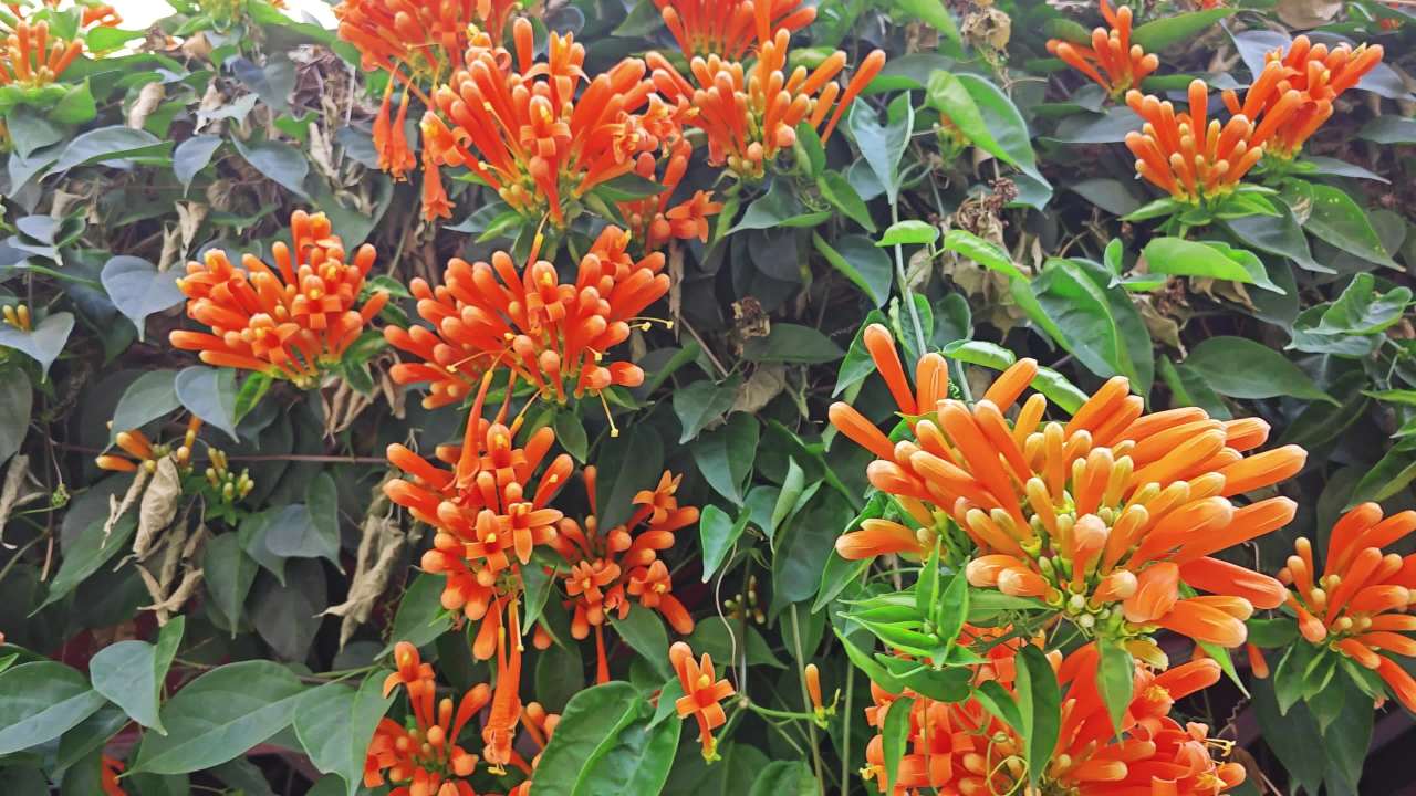 4K春天炮仗花盛开 1