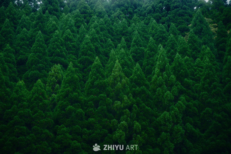 绿脆