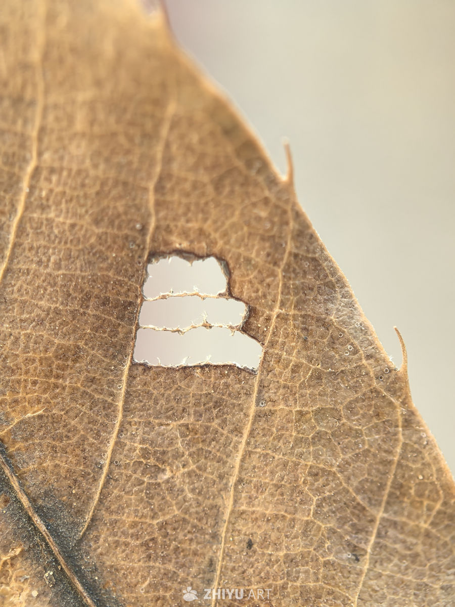 自然世界的奇迹之美