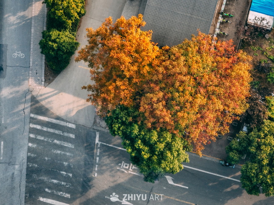 路边那棵心形秋树