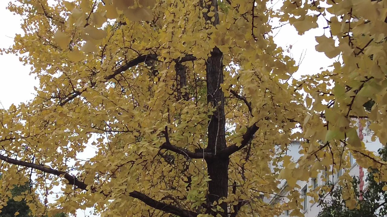 秋天银杏树枯黄树枝树叶实拍 
