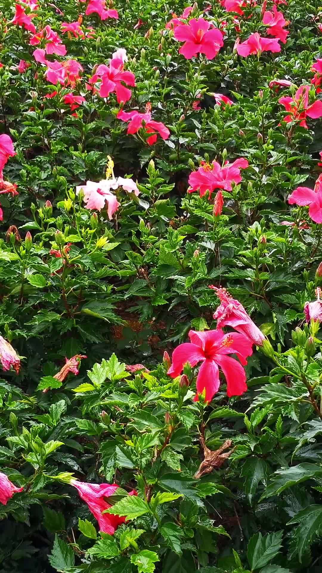 雨后盛开的粉色花海