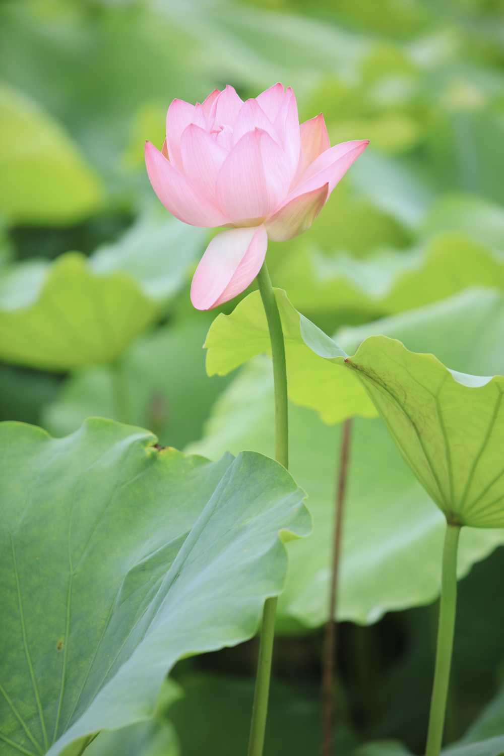 荷花荷叶池塘