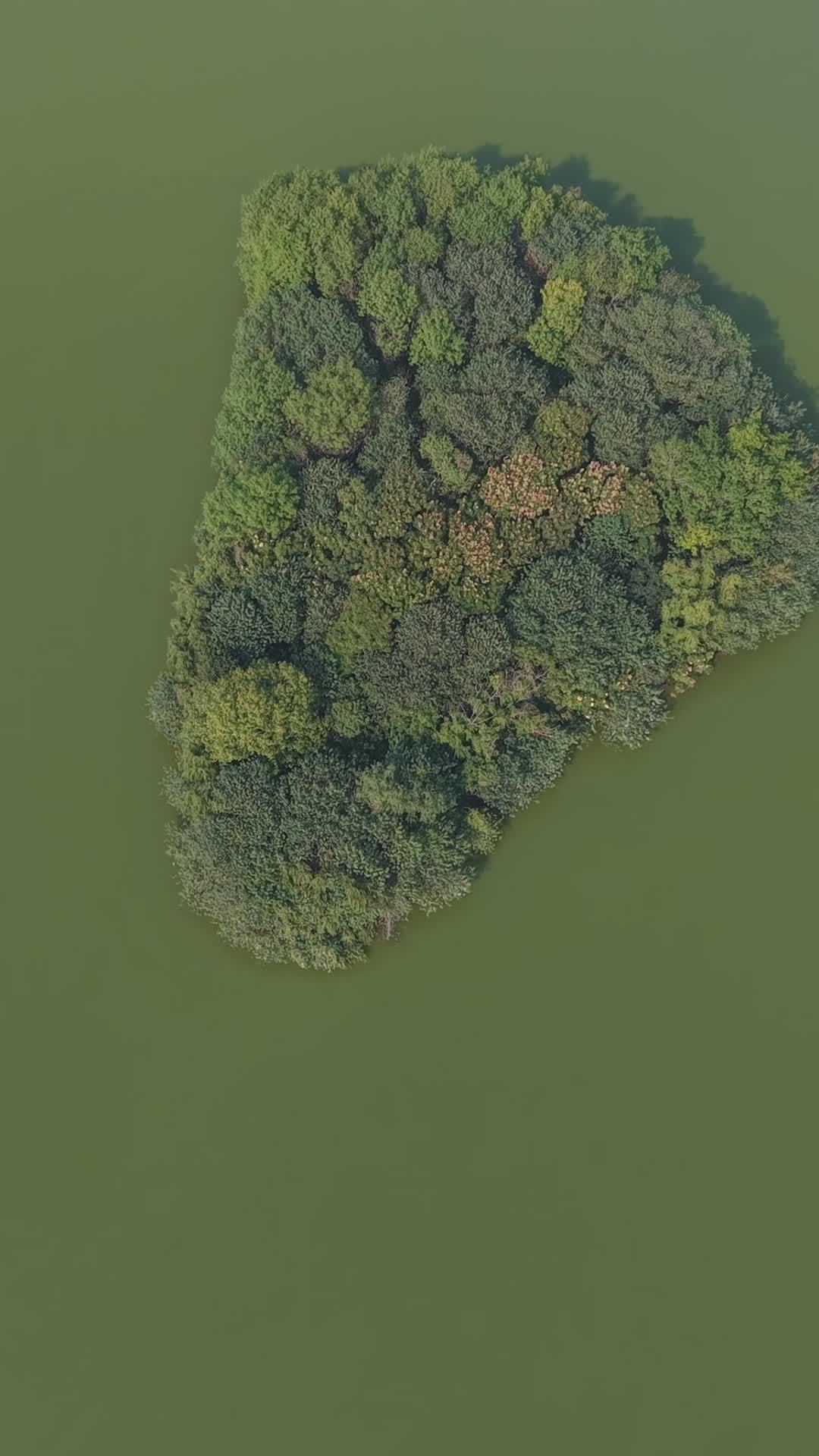 湖中绿岛
