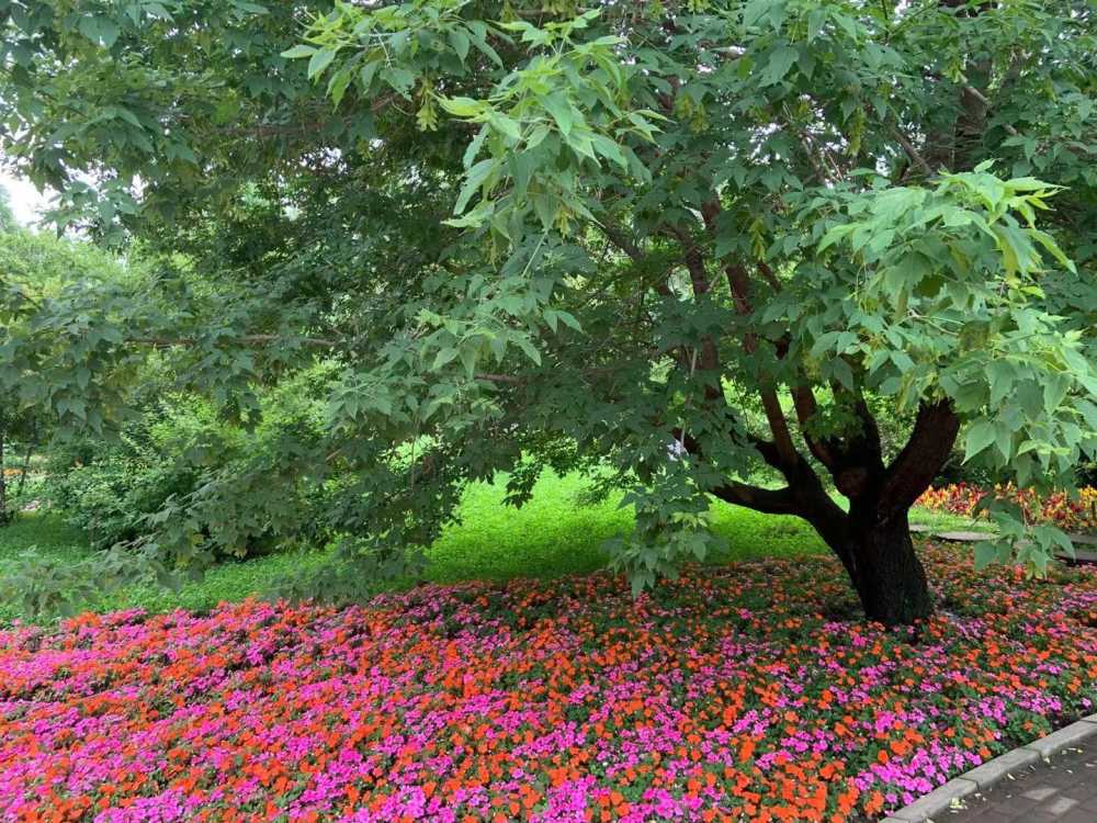 树下花海