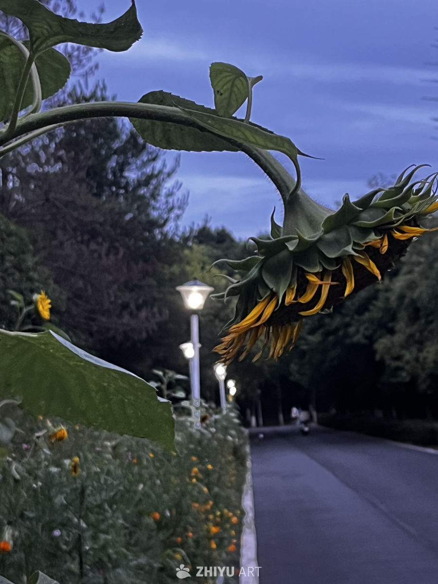 夜幕下的向日葵