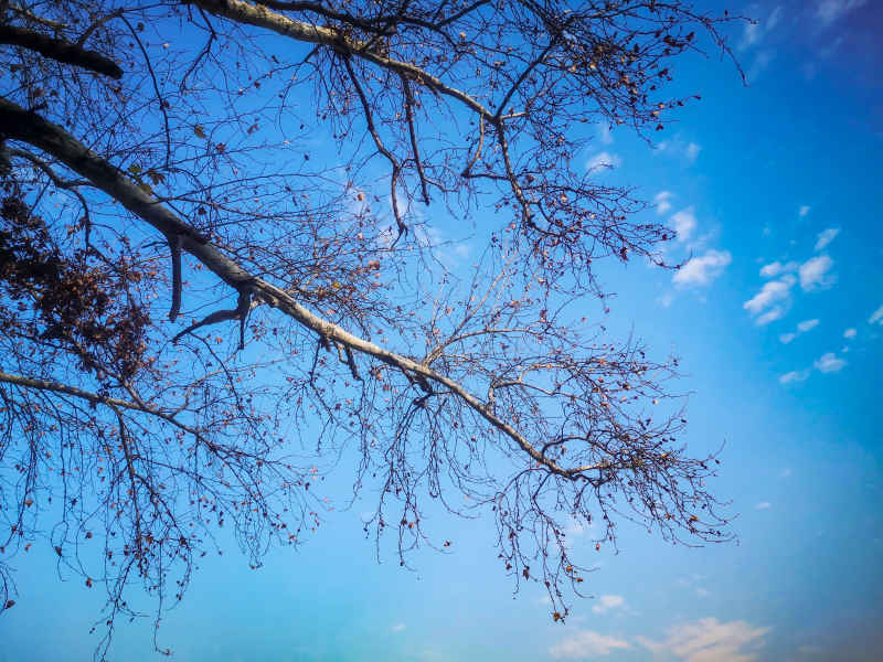 蓝天下枯树枝掉落树叶秋景摄图  