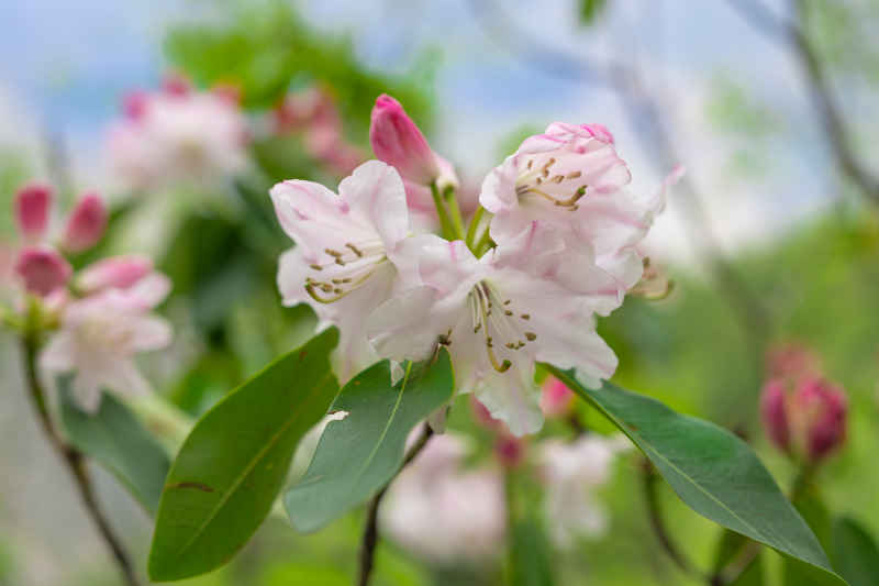 杜鹃花 15