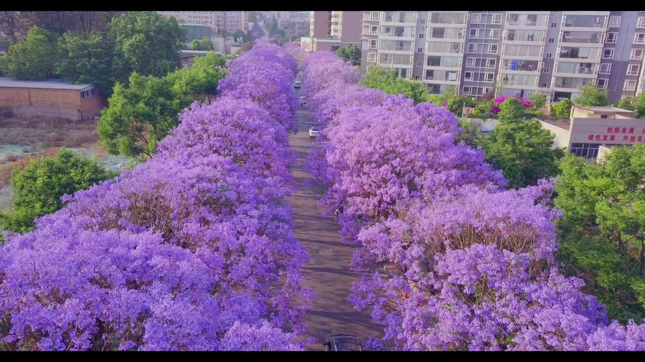 紫树映城春