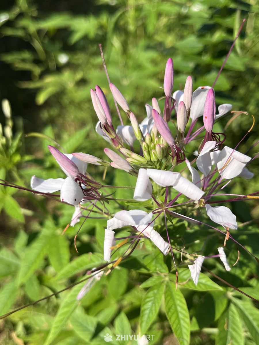 白花紫蕊映日光