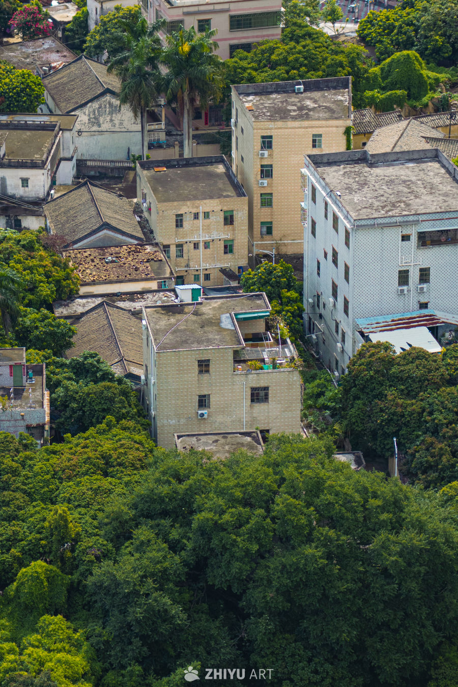 城市绿意中的建筑群