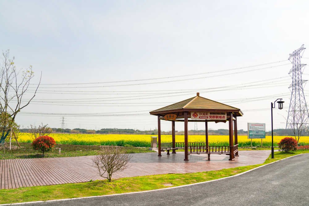 油菜花