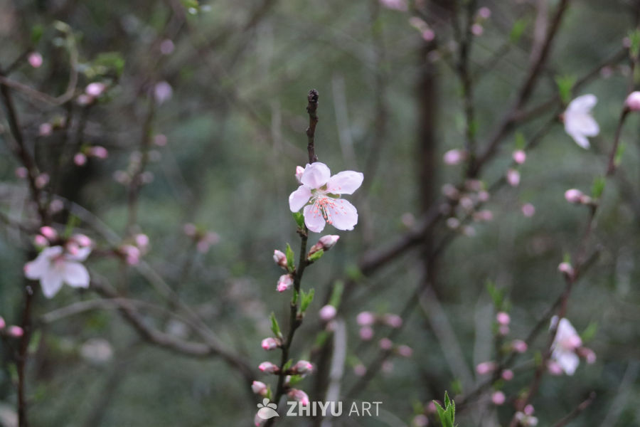 春日桃花绽放