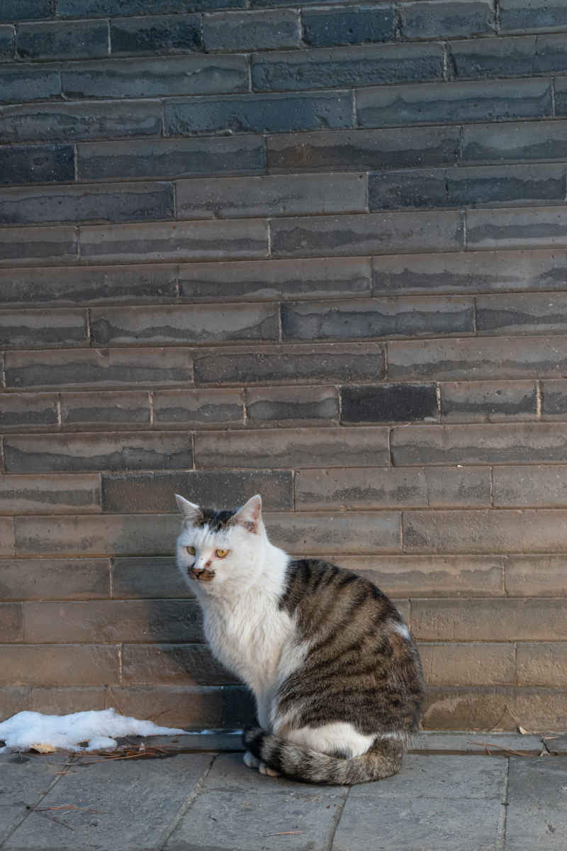 猫 4