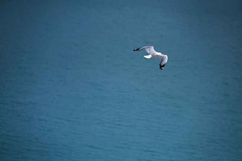 湛蓝色湖面一只飞翔的海鸥