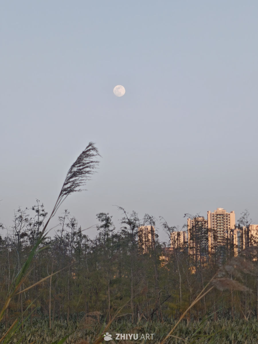 月夜都市与自然的静谧对话