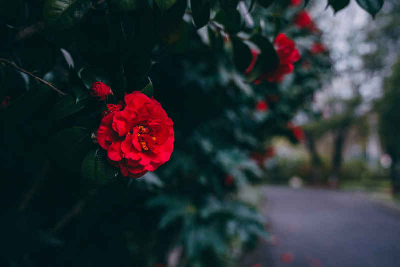 茶花 3